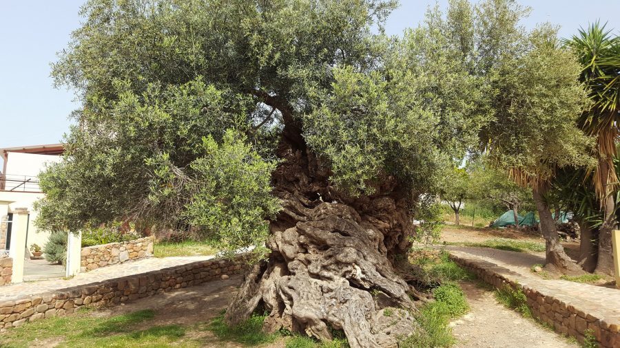 olive tree Vouves