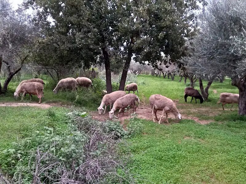 Best Things to do in Mathes from Crete Island