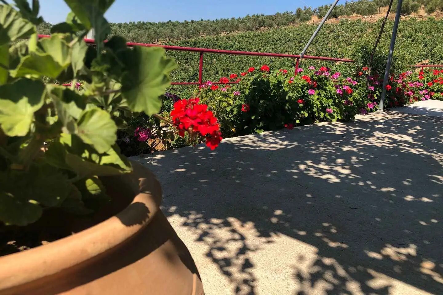 Explore the Secrets of Wine and Olives in Rethymno