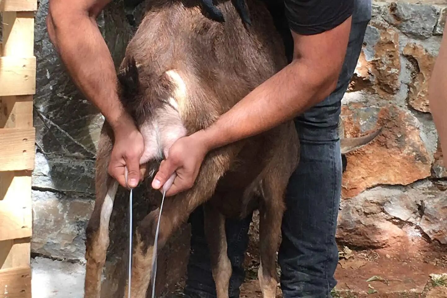 Rethymno: Explore Shepherd’s Hut and Cheese Making Process