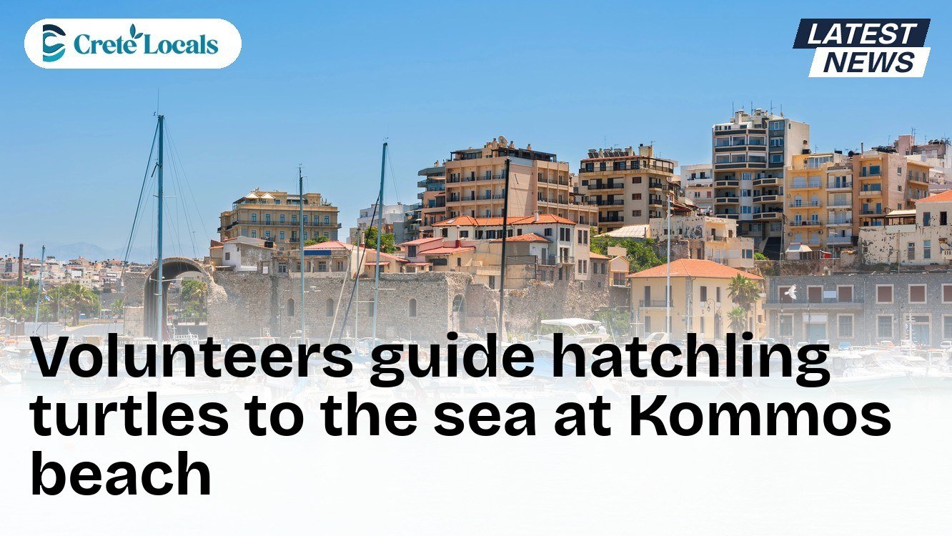 Volunteers guide hatchling turtles to the sea at Kommos beach