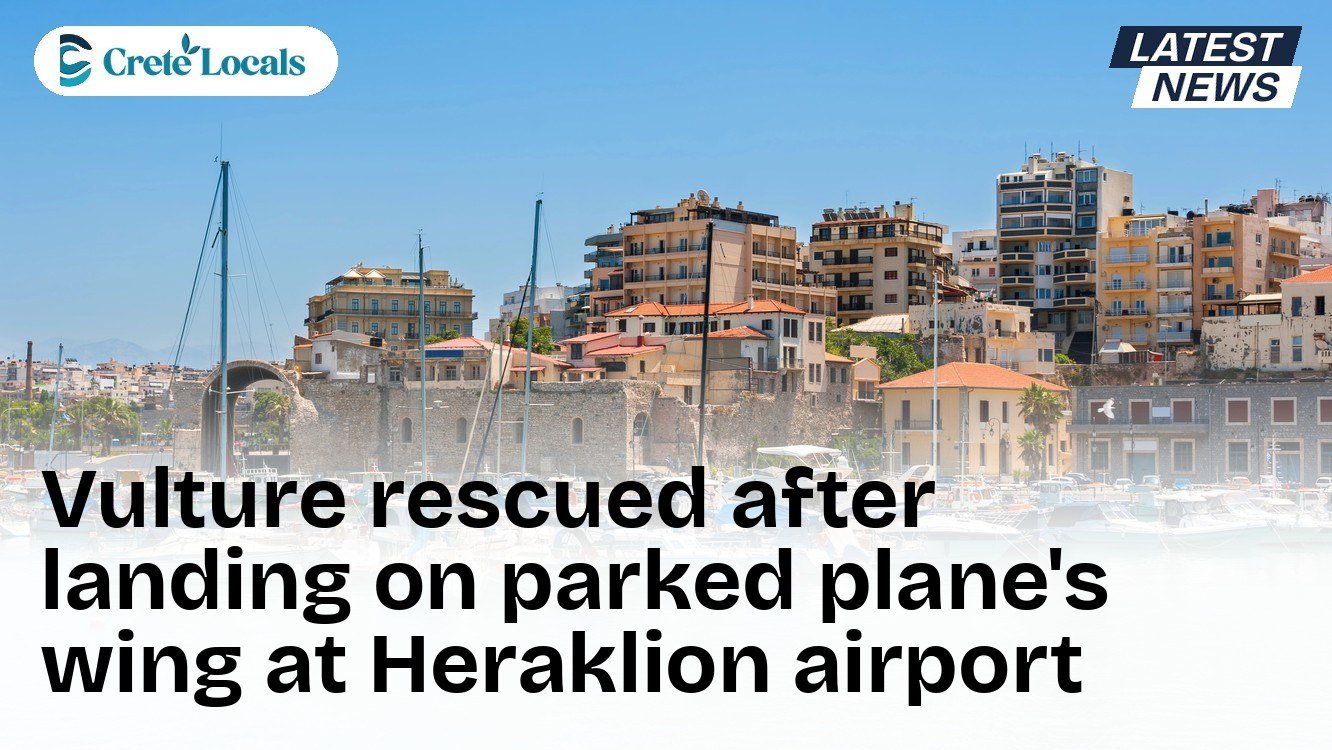 Vulture rescued after landing on parked plane's wing at Heraklion airport